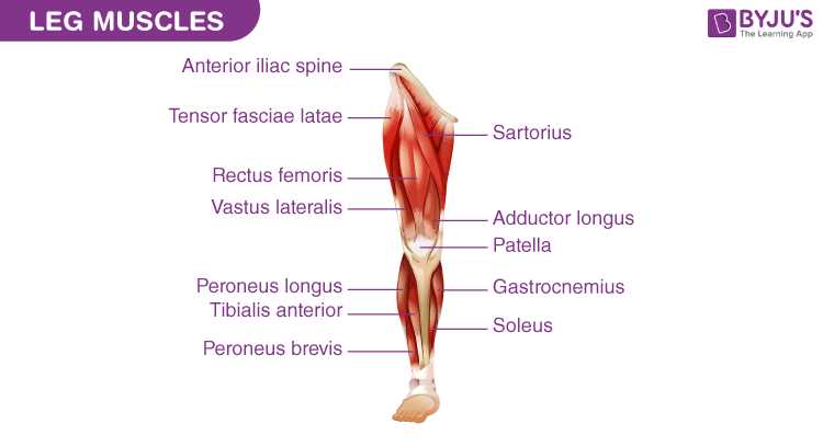 parts of leg diagram