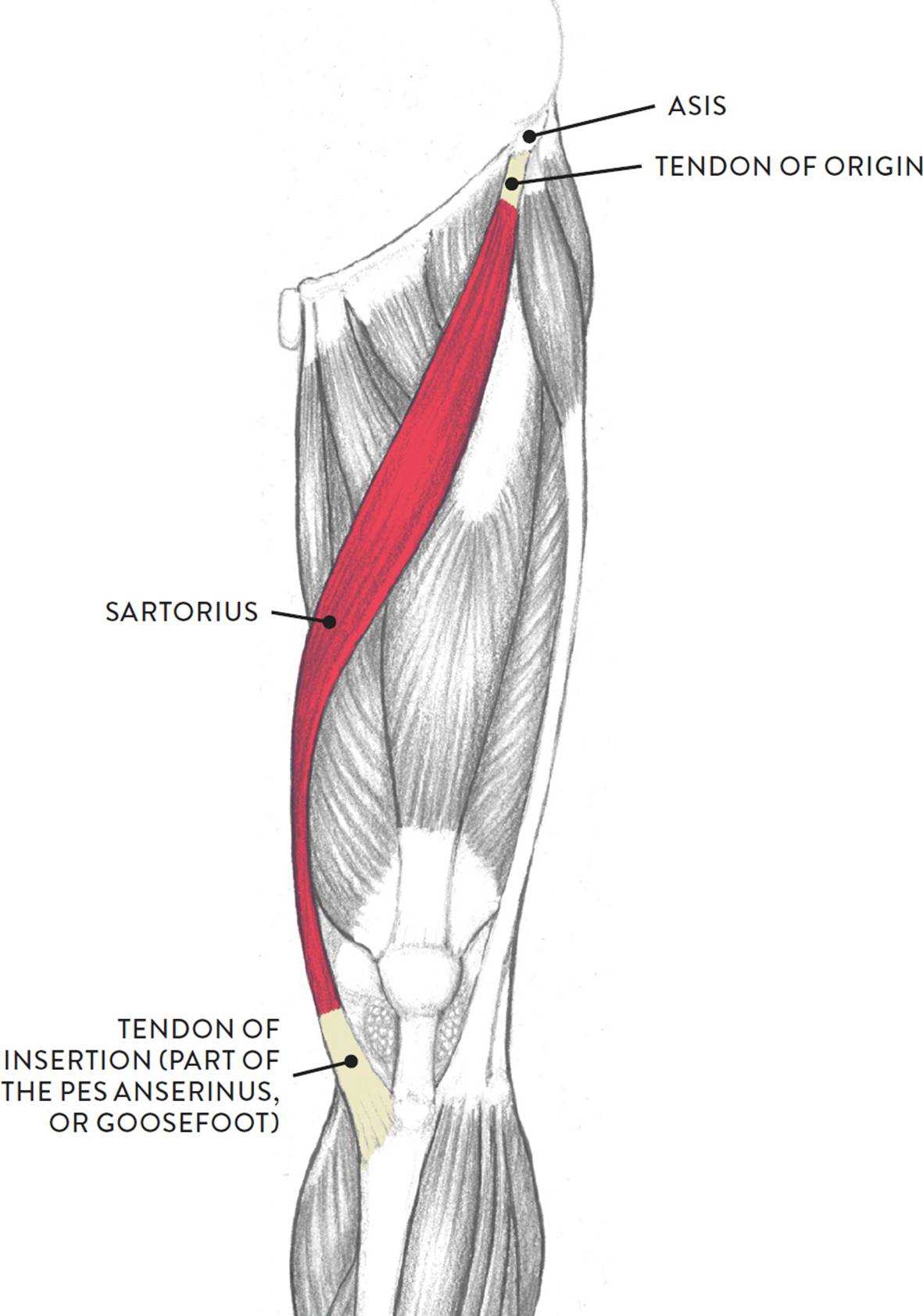 parts of leg diagram