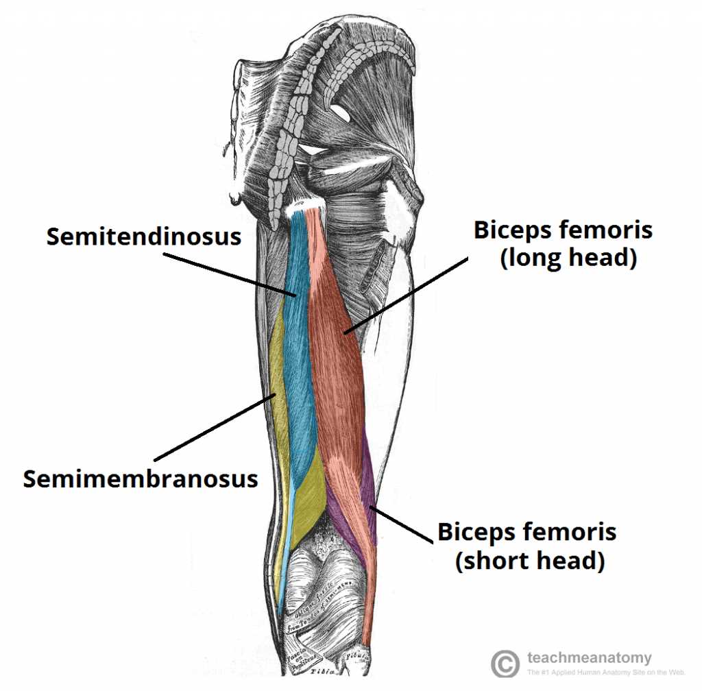 parts of leg diagram