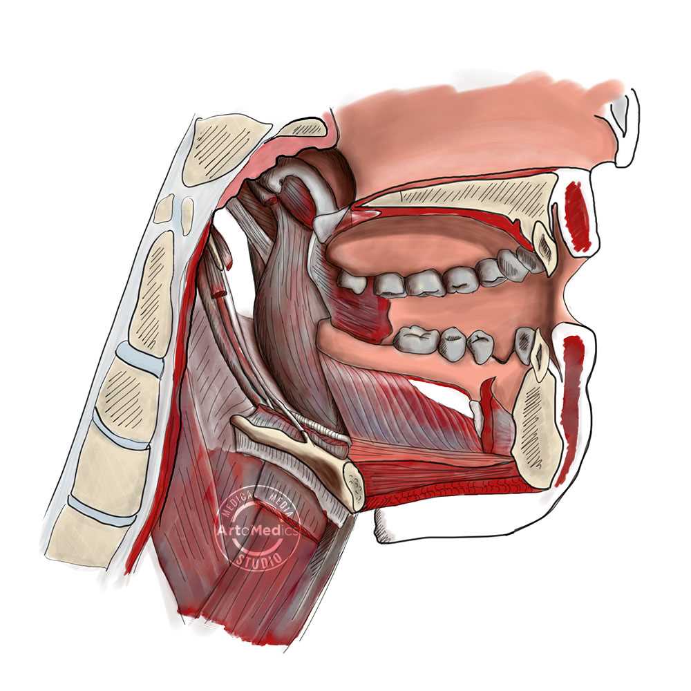 parts of mouth diagram