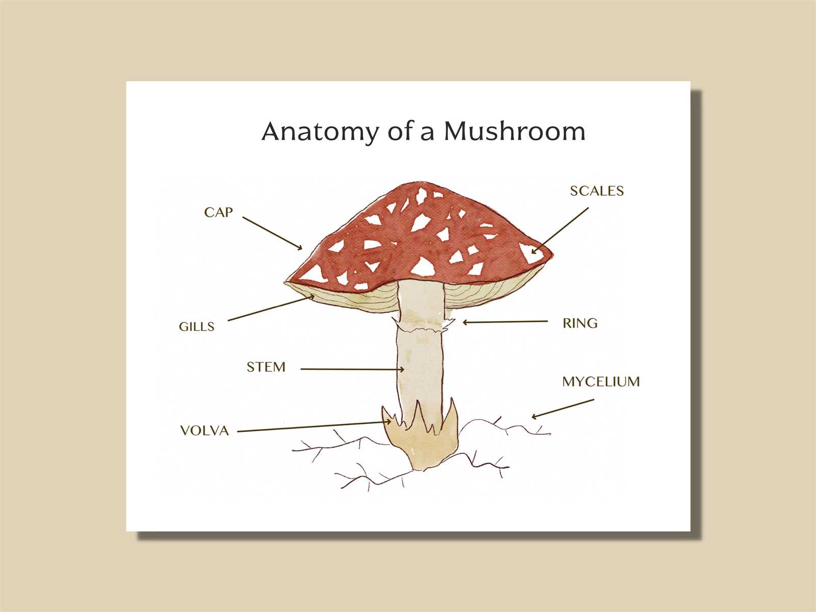 parts of mushroom diagram