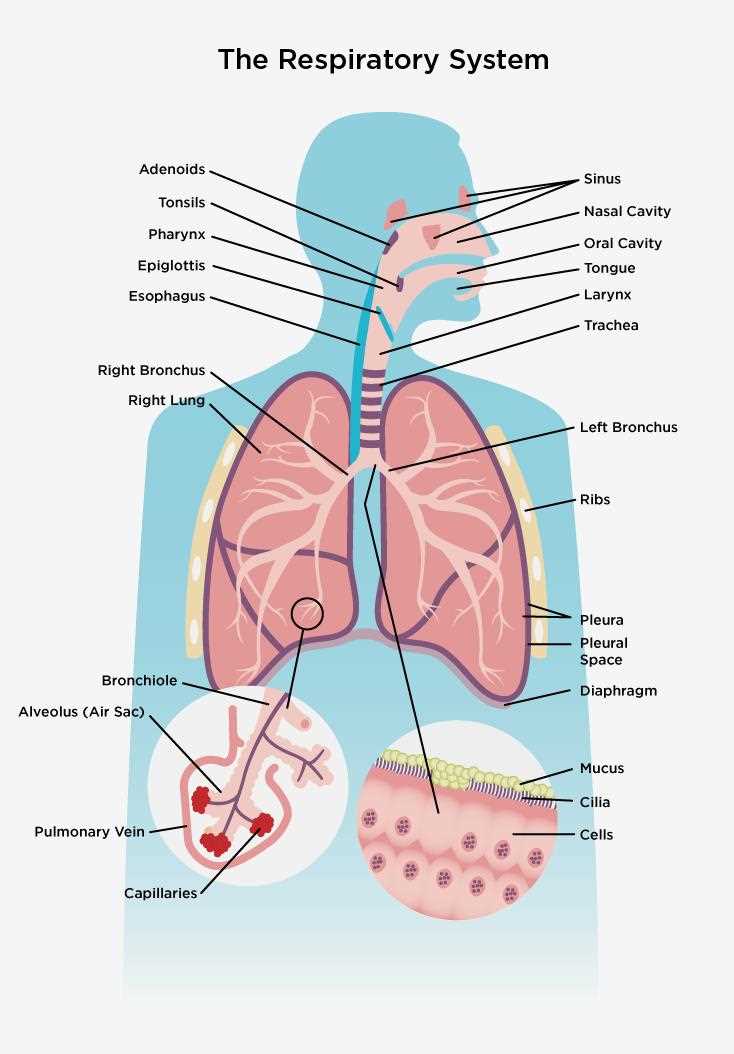 parts of respiratory system diagram