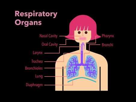 parts of respiratory system diagram