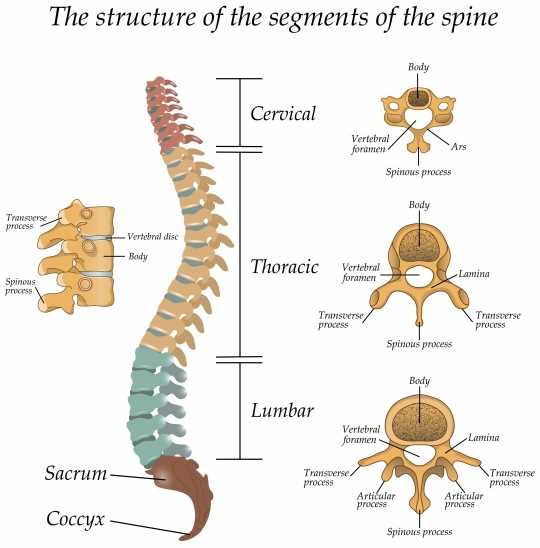 parts of spine diagram