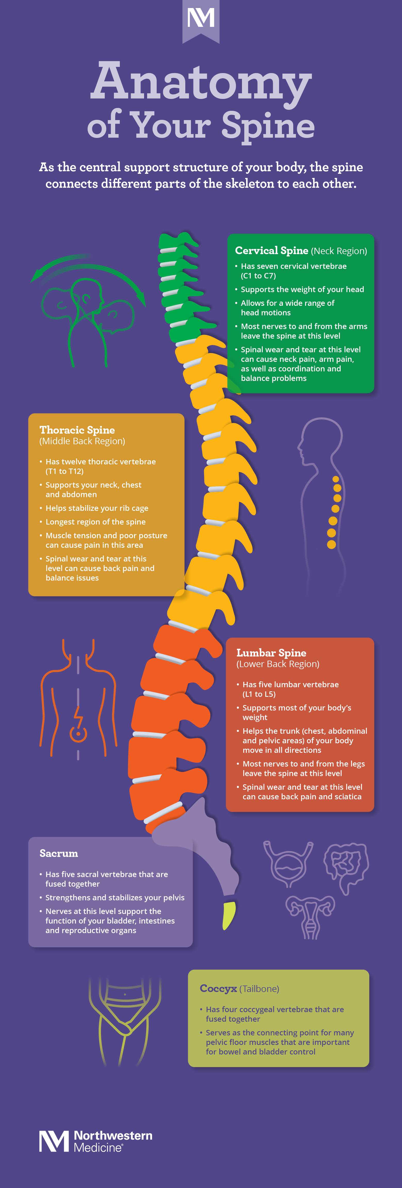 parts of spine diagram