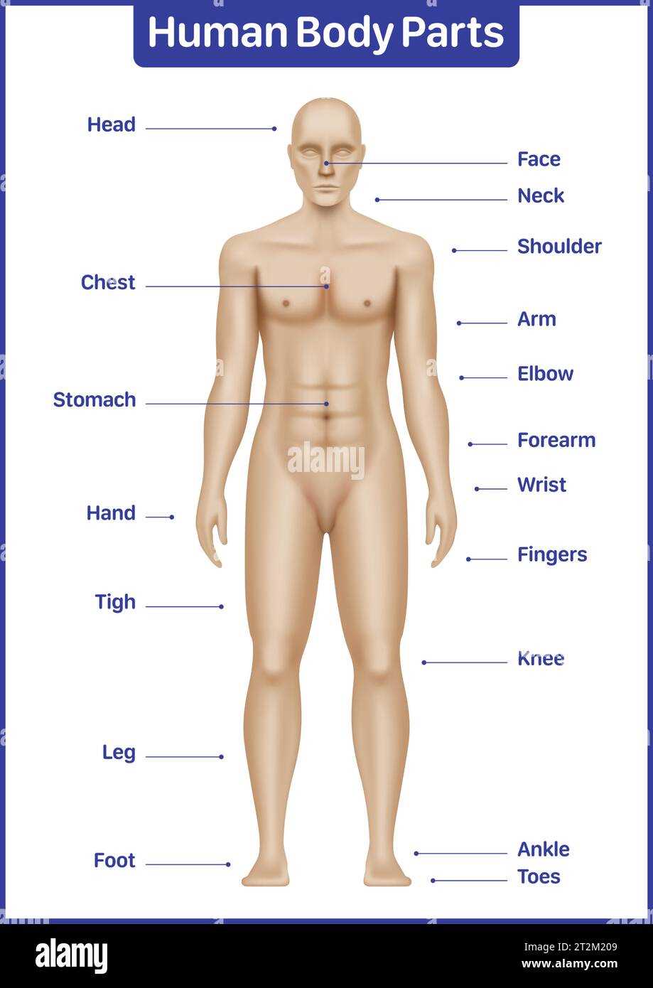 parts of the body diagram to label