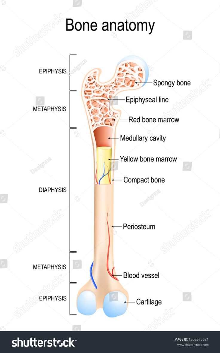 parts of the bone diagram