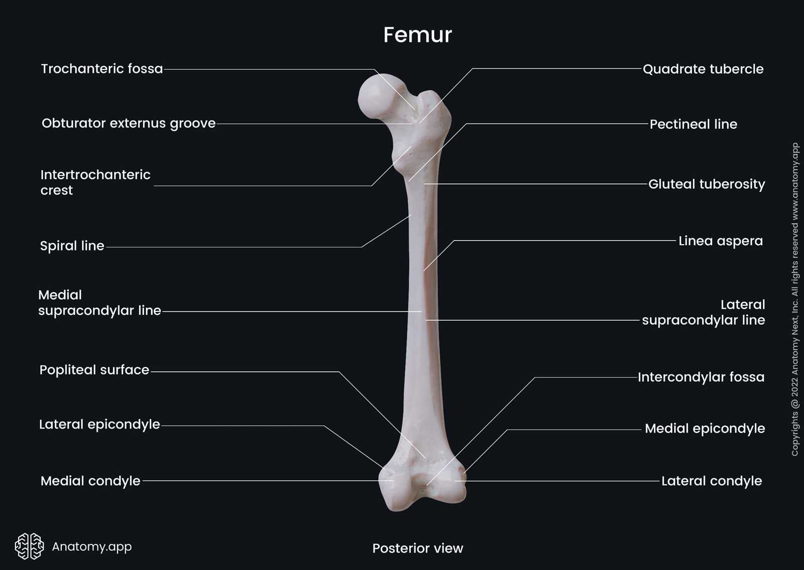 parts of the bone diagram