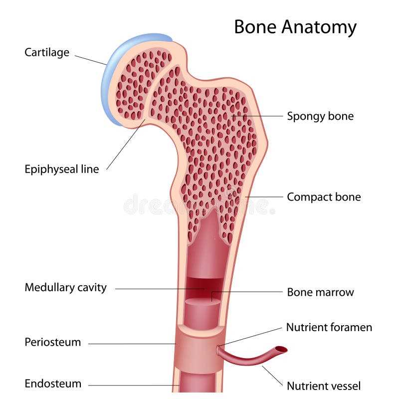 parts of the bone diagram