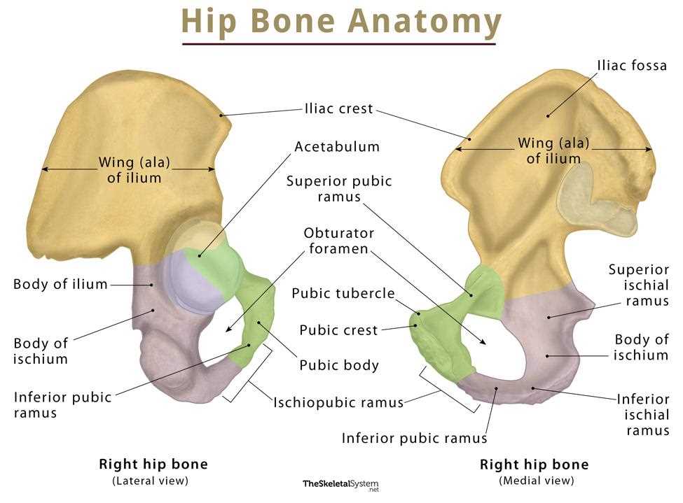 parts of the bone diagram