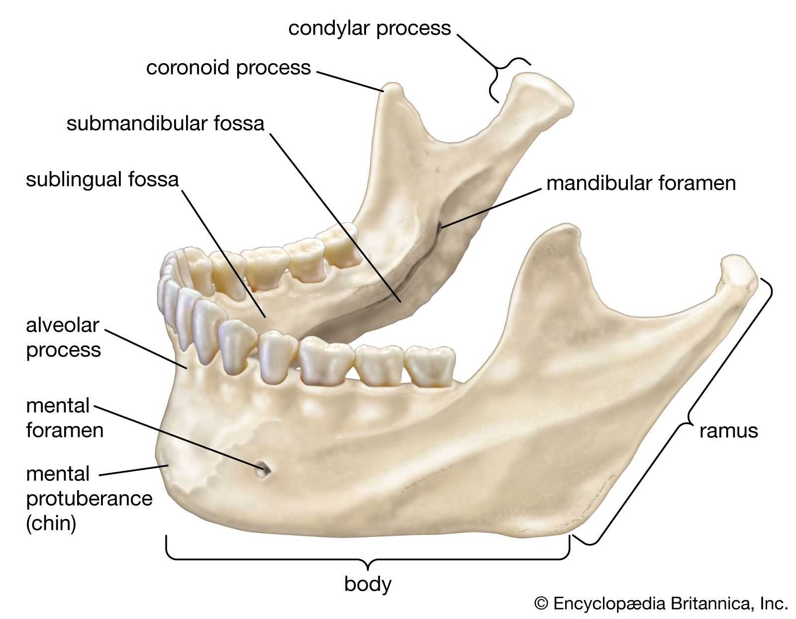 parts of the bone diagram