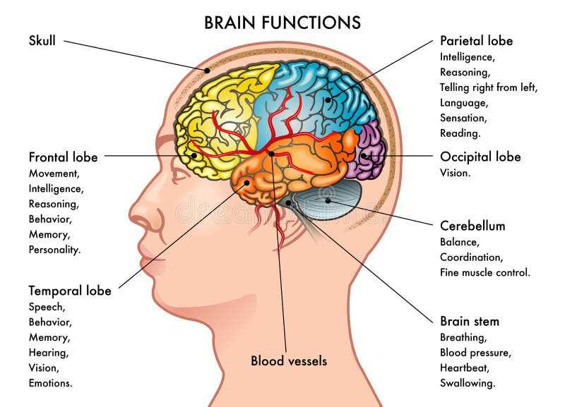 parts of the brain and their functions diagram