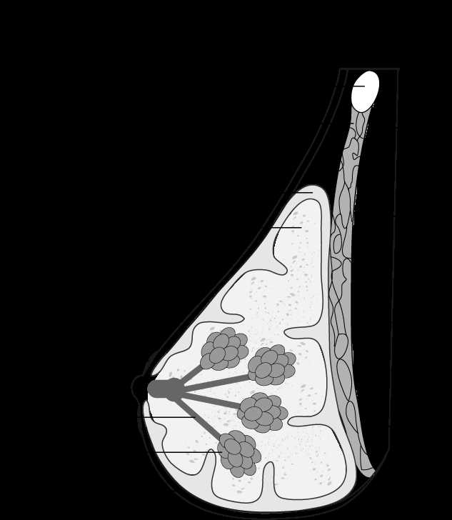 parts of the breast diagram