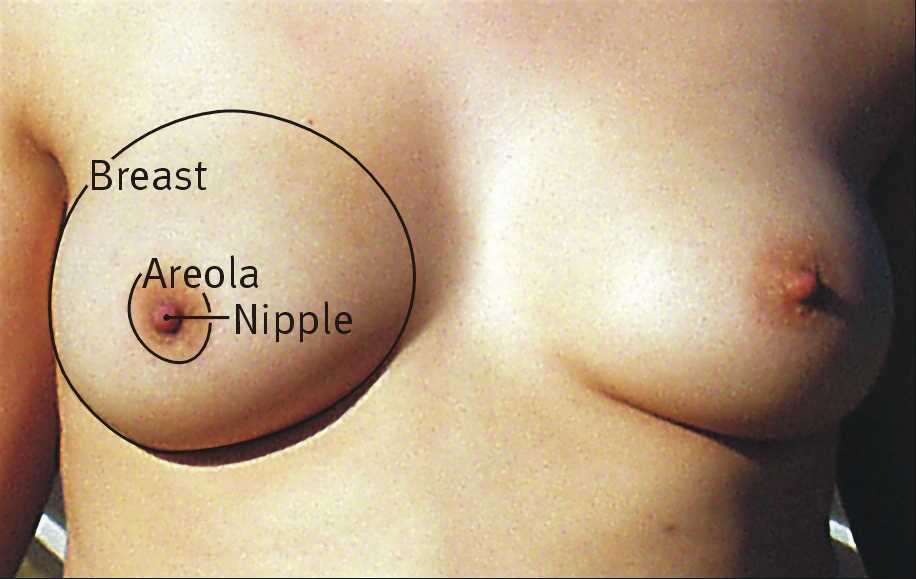 parts of the breast diagram