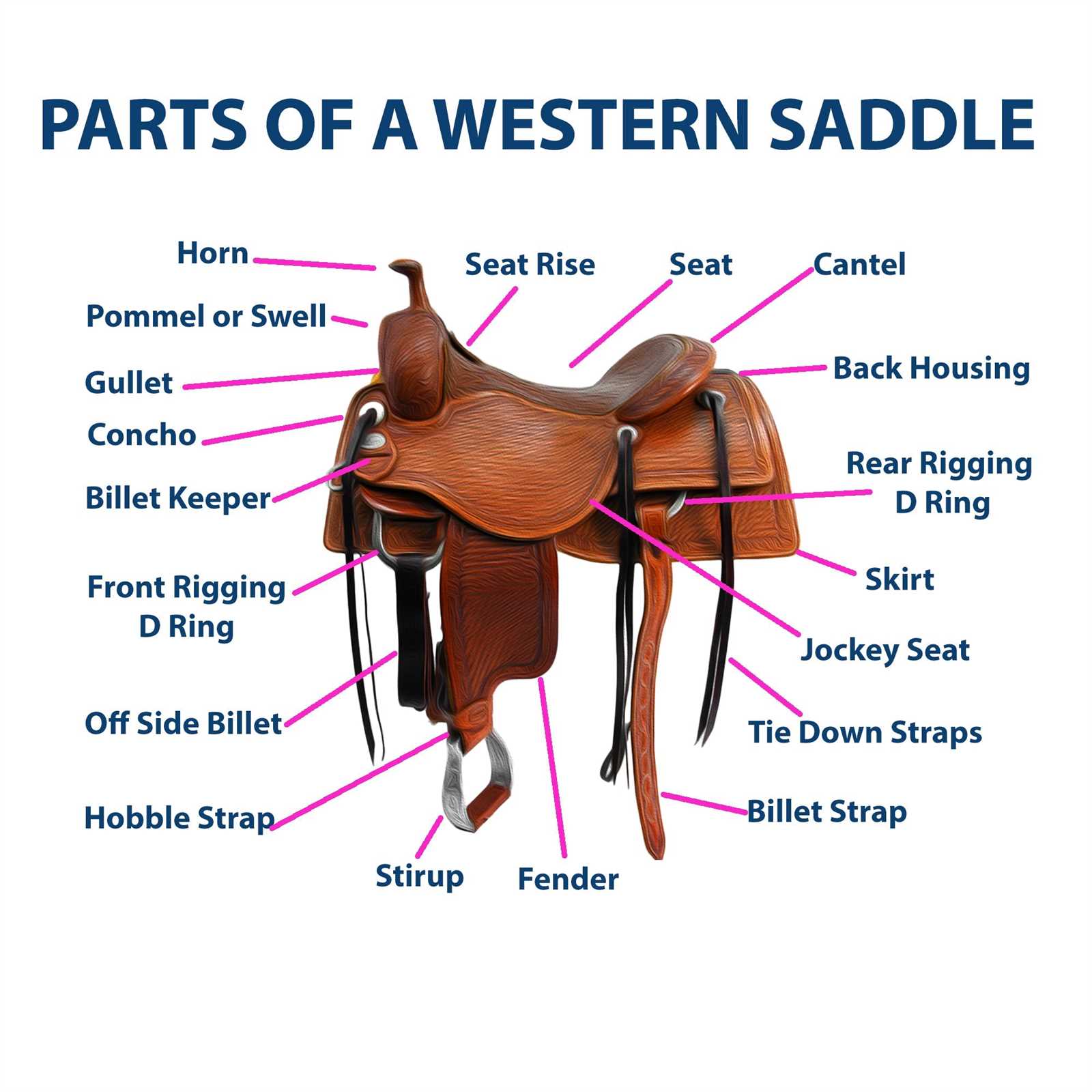 parts of the bridle diagram