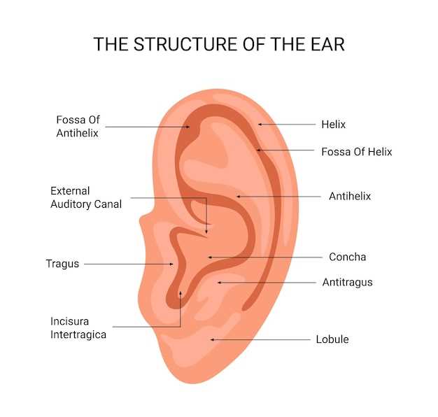 parts of the ear diagram to label