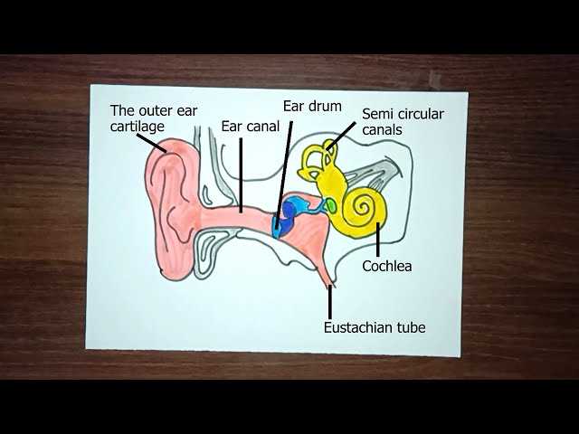 parts of the ear diagram to label