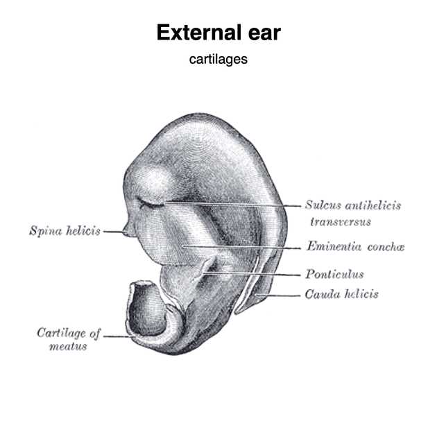 parts of the external ear diagram