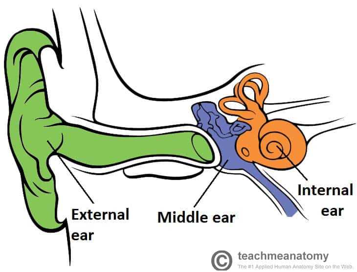 parts of the external ear diagram