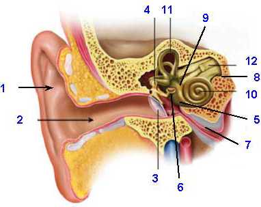parts of the external ear diagram