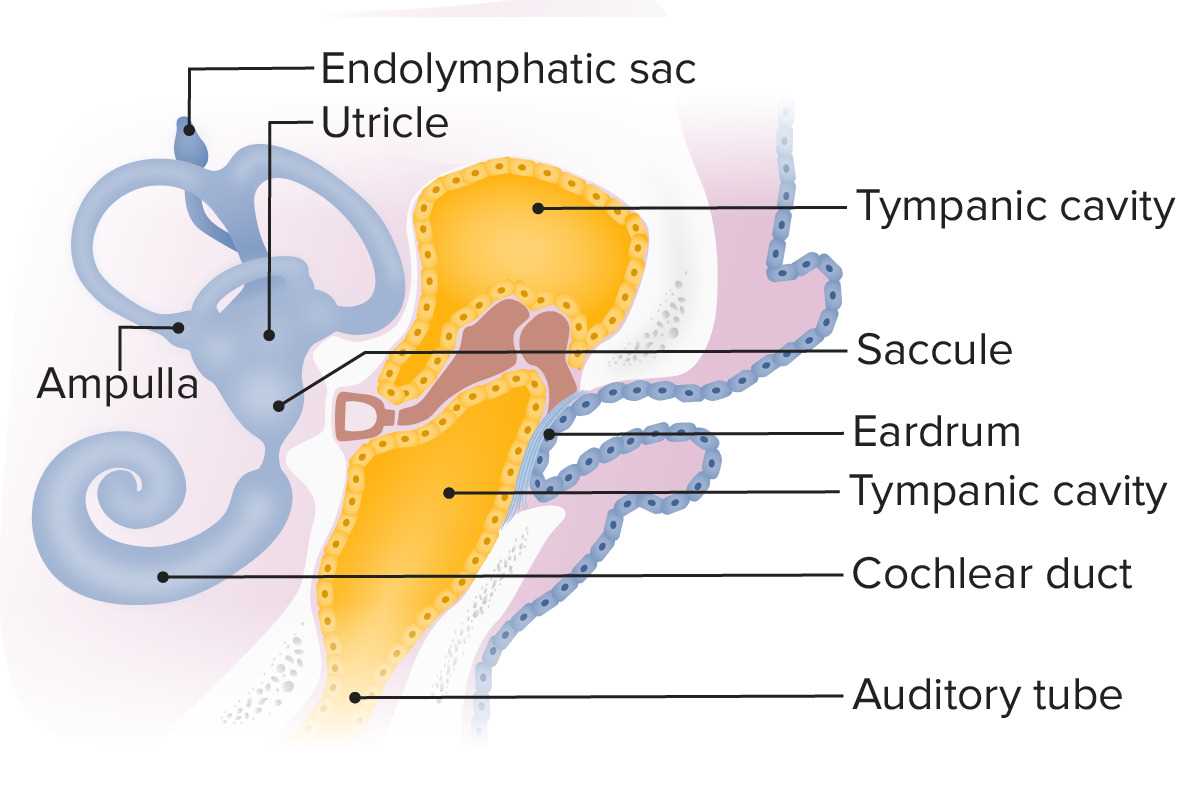 parts of the external ear diagram