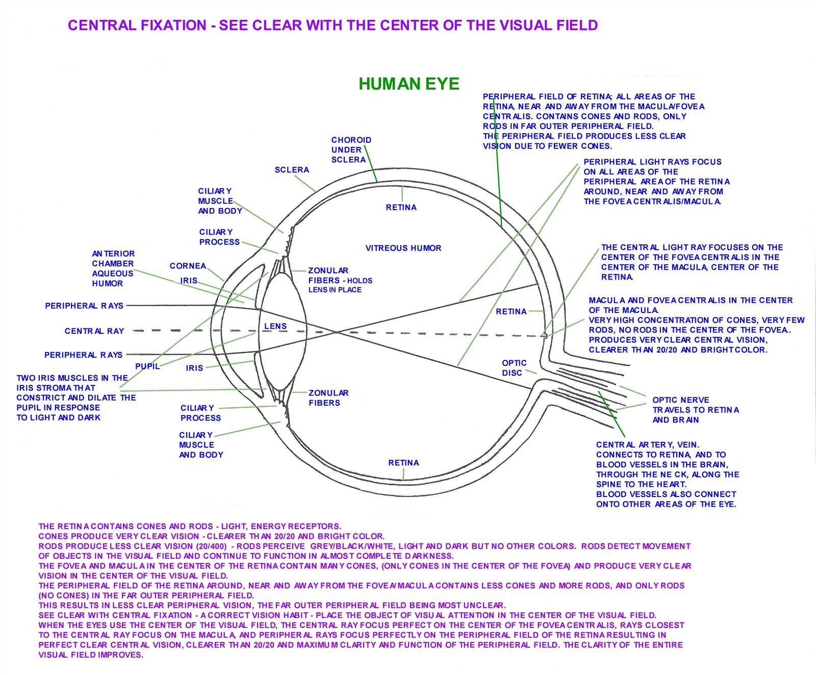 parts of the eye blank diagram