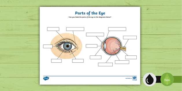 parts of the eye diagram quiz