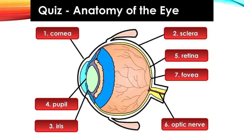 parts of the eye diagram quiz