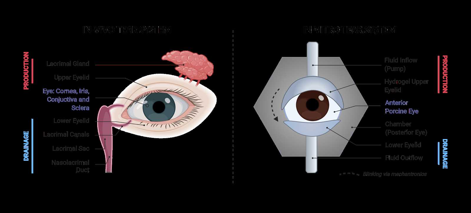 parts of the eyelid diagram