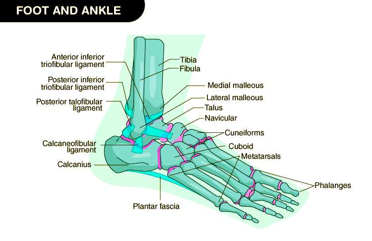 parts of the foot diagram