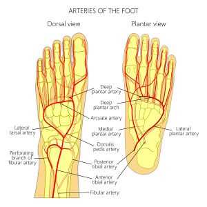 parts of the foot diagram