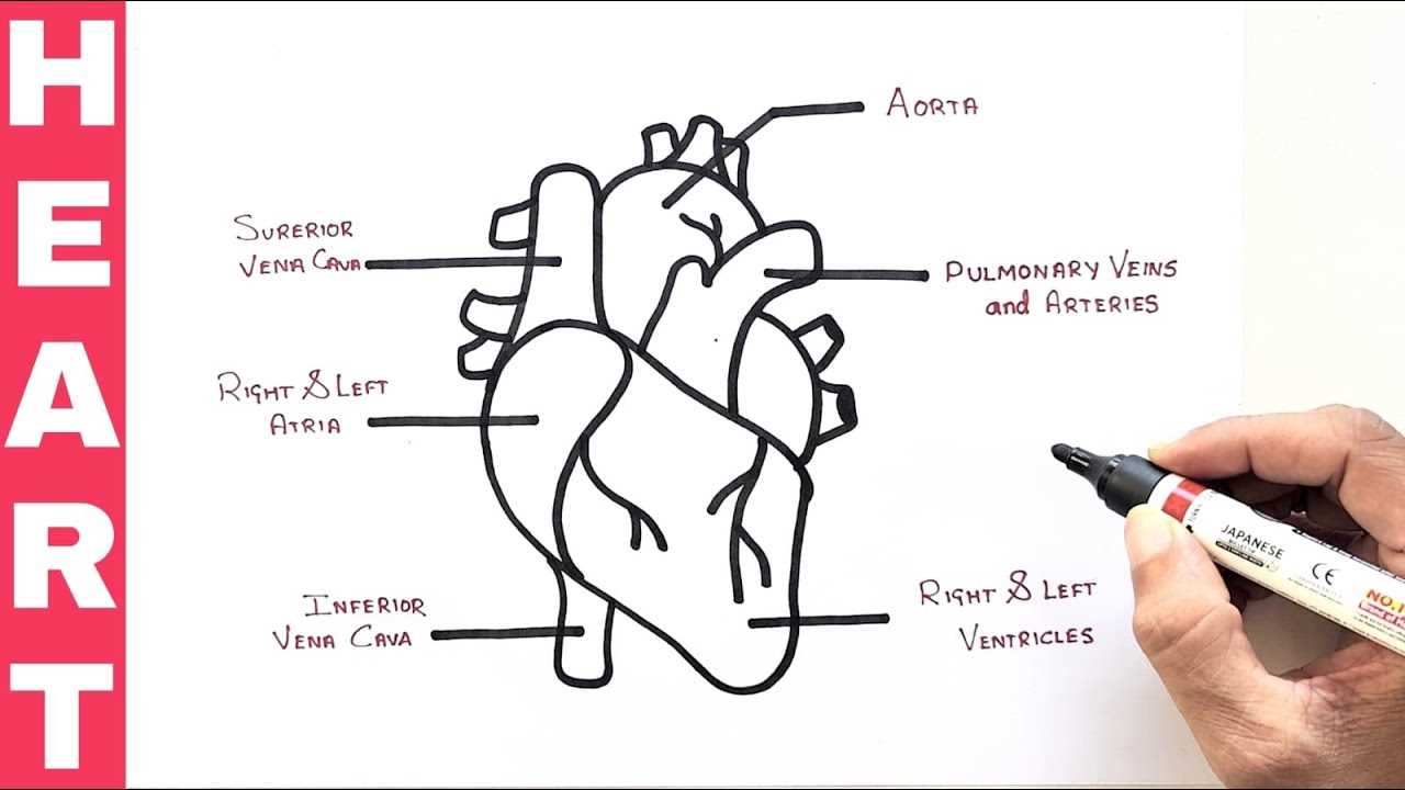 parts of the heart simple diagram