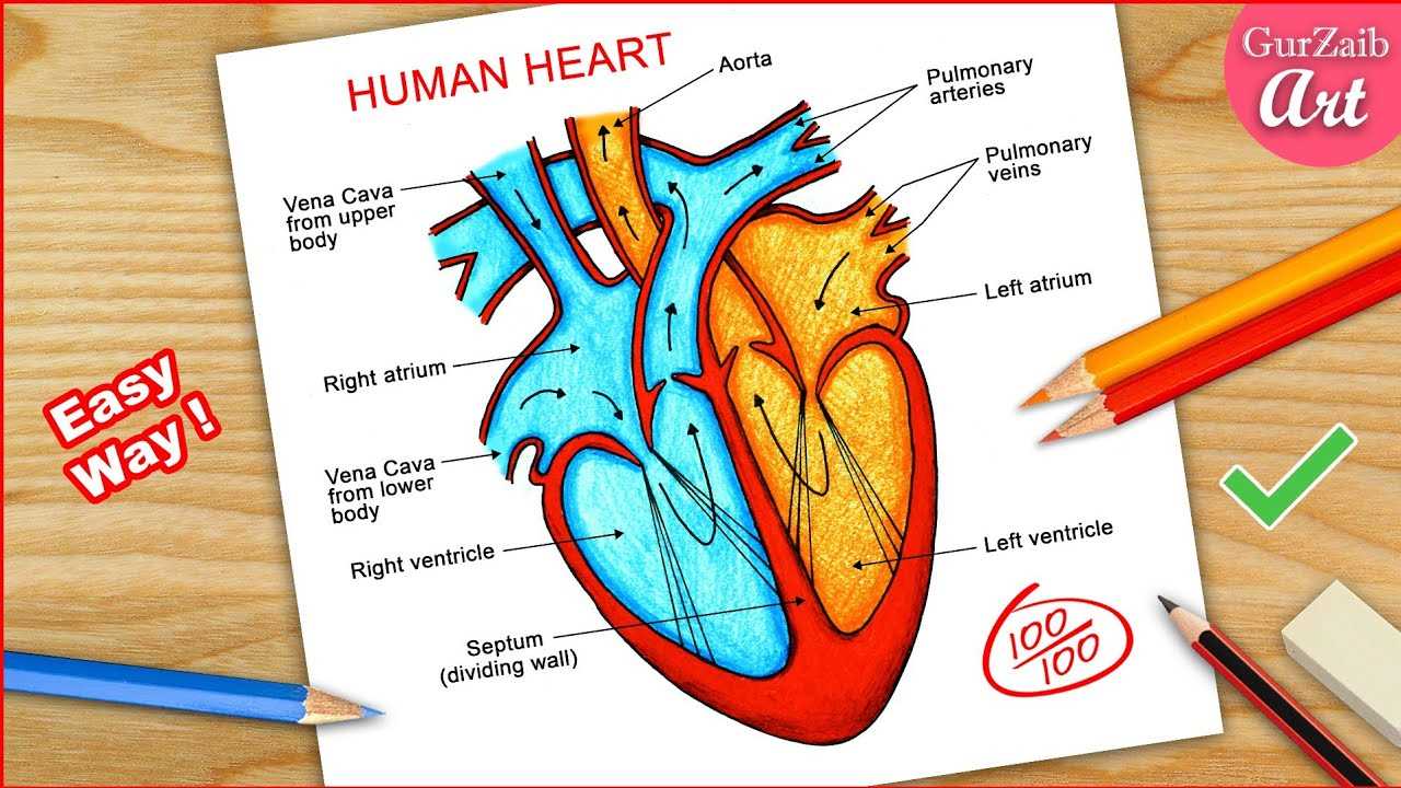 parts of the heart simple diagram