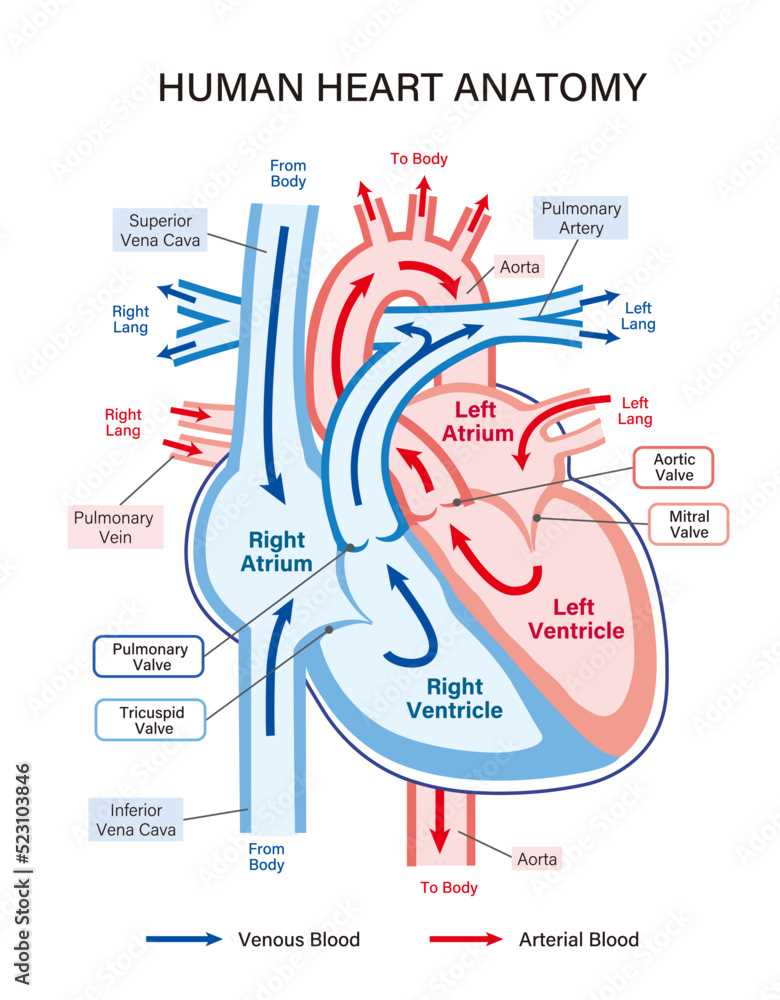 parts of the heart simple diagram