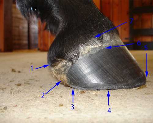 parts of the horse hoof diagram