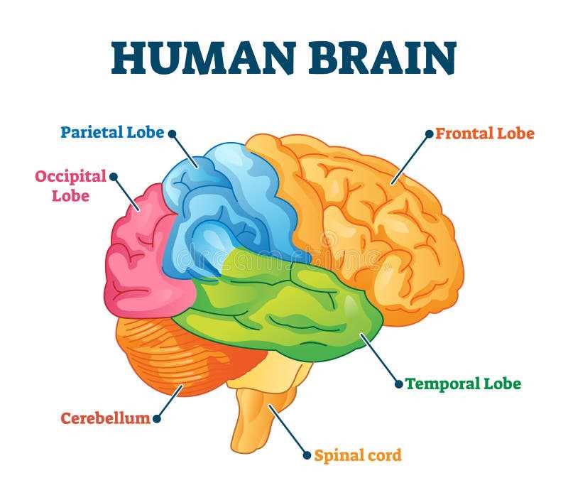 parts of the human brain diagram