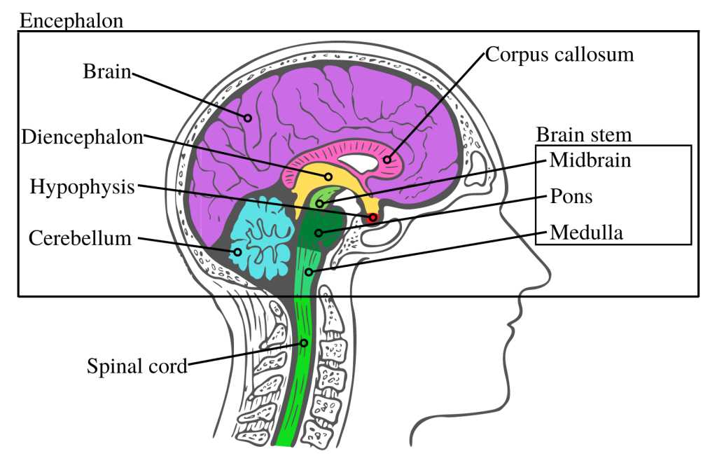 parts of the human brain diagram