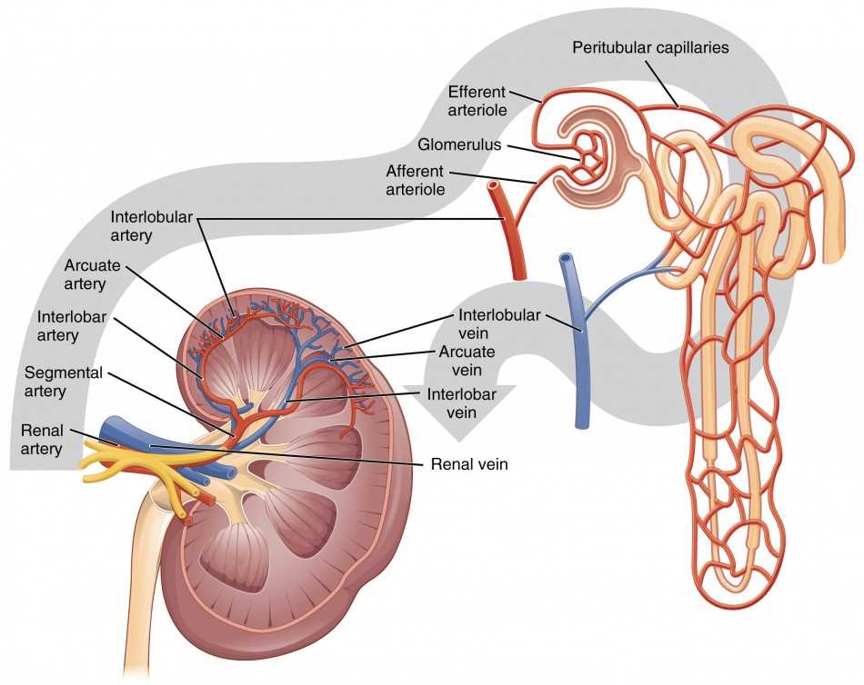 parts of the kidney diagram