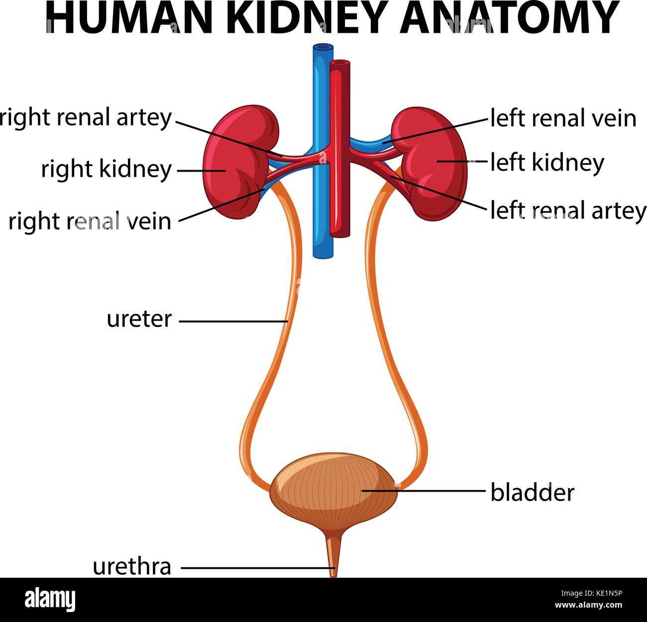 parts of the kidney diagram