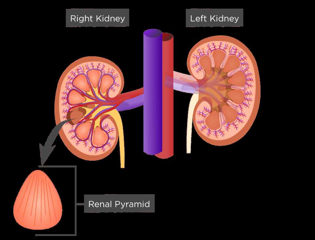 parts of the kidney diagram