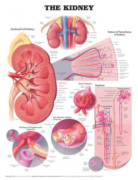 parts of the kidney diagram