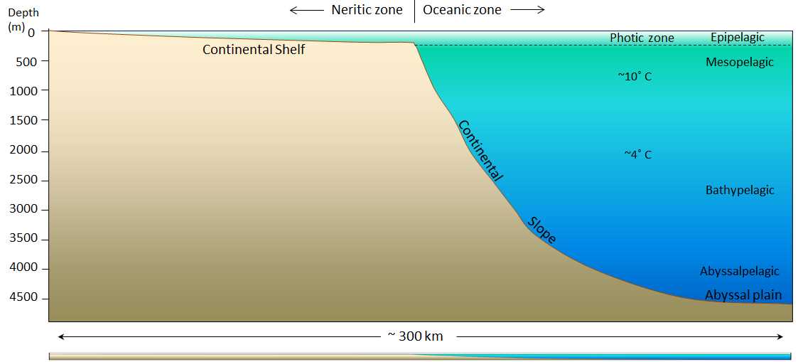 parts of the ocean floor diagram