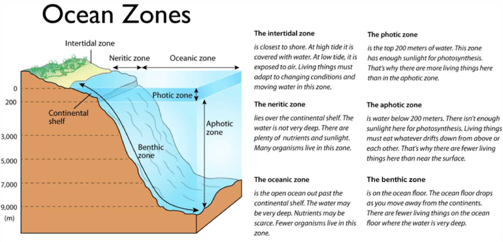 parts of the ocean floor diagram