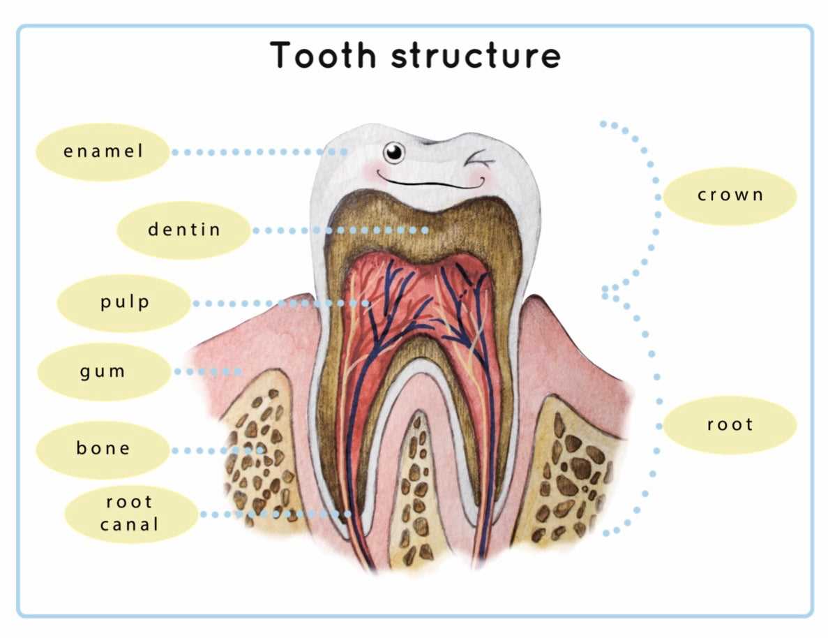 parts of tooth diagram