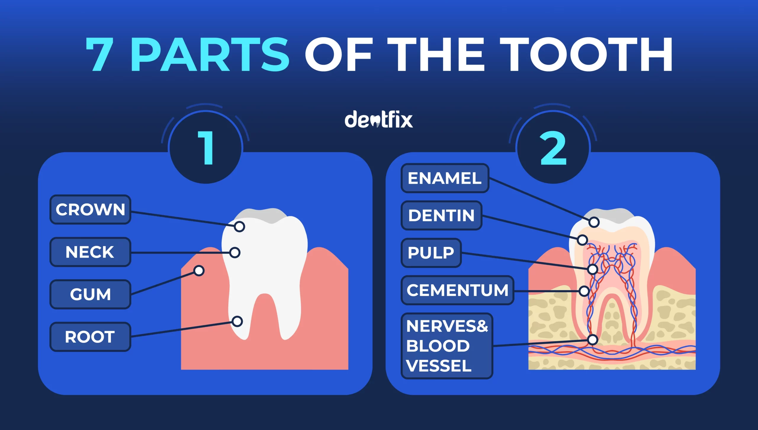 parts of tooth diagram