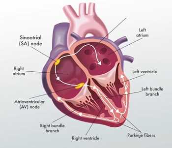 parts of your heart diagram