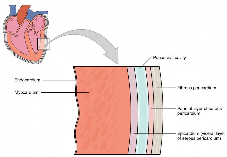 parts of your heart diagram