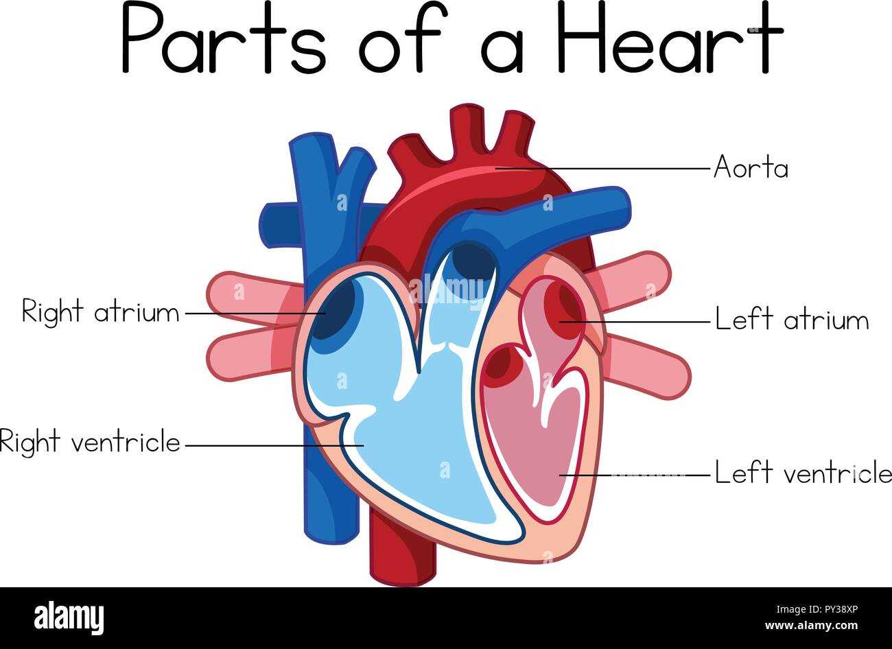 parts of your heart diagram