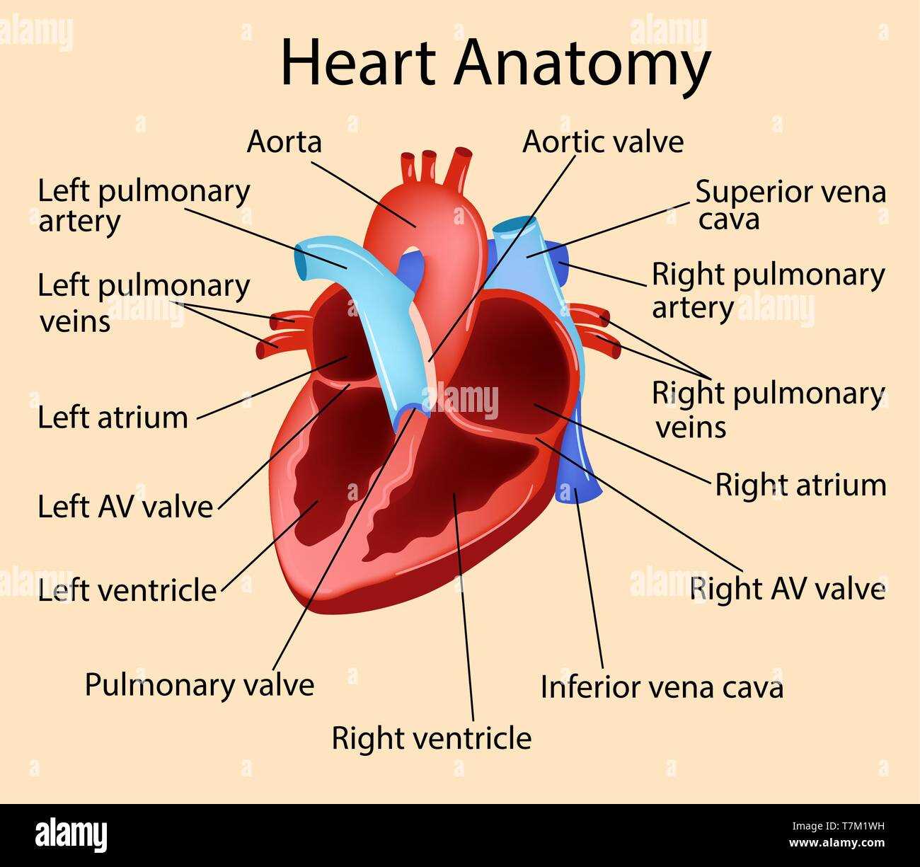 parts of your heart diagram