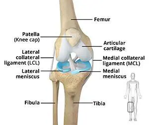 parts of your knee diagram